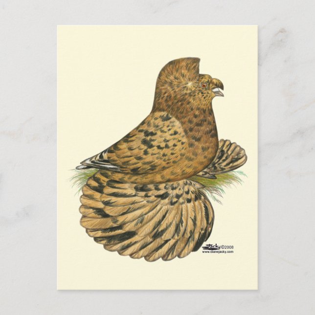 Tumpeter Pigeon Almond Postcard (Front)