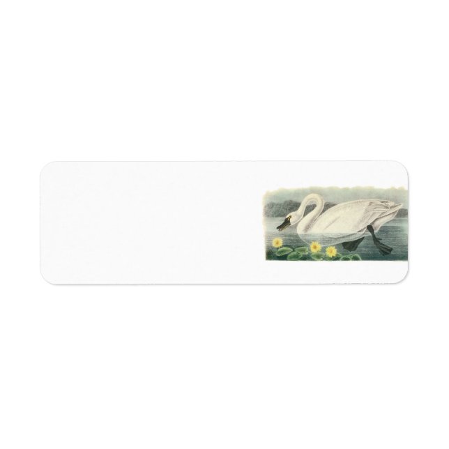 Tundra Swan by Audubon (Front)