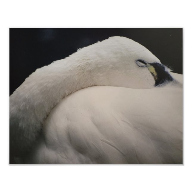 Tundra Swan sleeping Photo Enlargement Print (Front)
