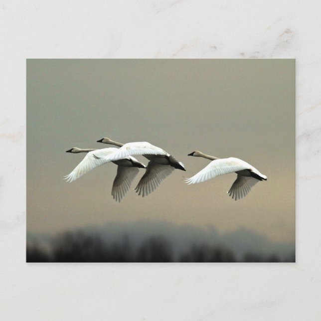 Tundra Swans Postcard (Front)