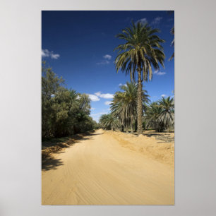Tunisia, Ksour Area, Ksar Ghilane, date palm Poster