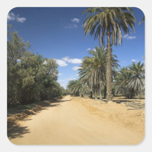 Tunisia, Ksour Area, Ksar Ghilane, date palm Square Sticker