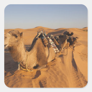 Tunisia, Ksour Area, Ksar Ghilane, Grand Erg 5 Square Sticker