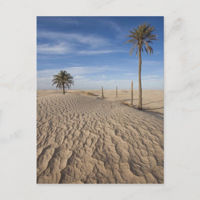 Tunisia, Sahara Desert, Douz, Great Dune, dawn Postcard (Front)