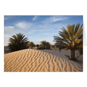 Tunisia, Sahara Desert, Douz, Great Dune, palm 2