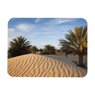 Tunisia, Sahara Desert, Douz, Great Dune, palm 2 Magnet