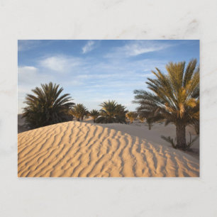 Tunisia, Sahara Desert, Douz, Great Dune, palm 2 Postcard