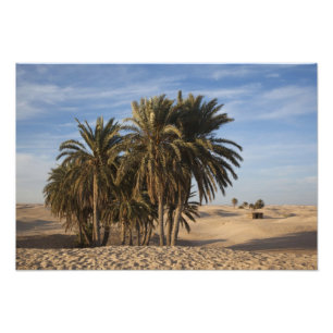 Tunisia, Sahara Desert, Douz, Great Dune, palm Photo Print