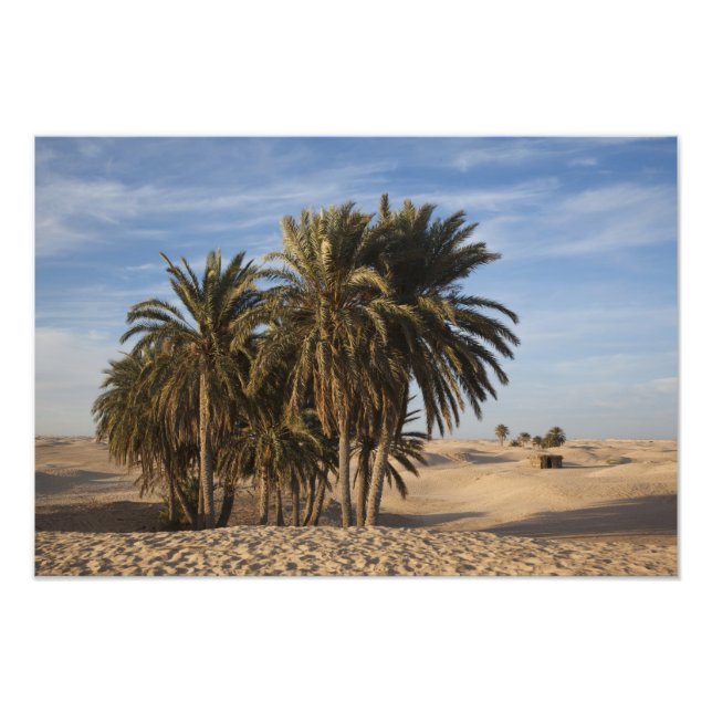 Tunisia, Sahara Desert, Douz, Great Dune, palm Photo Print (Front)