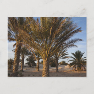 Tunisia, Sahara Desert, Douz, Great Dune, palm Postcard