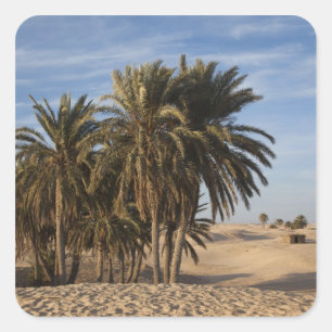 Tunisia, Sahara Desert, Douz, Great Dune, palm Square Sticker