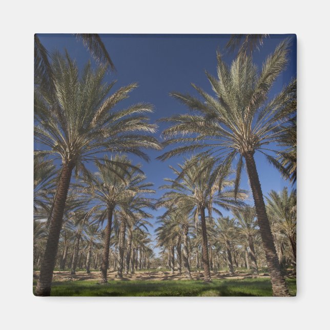 Tunisia, Sahara Desert, Douz, Zone Touristique, 2 Magnet (Front)