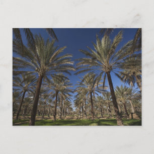 Tunisia, Sahara Desert, Douz, Zone Touristique, 2 Postcard
