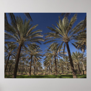 Tunisia, Sahara Desert, Douz, Zone Touristique, 2 Poster
