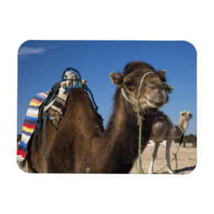 Tunisia, Sahara Desert, Douz, Zone Touristique, Magnet