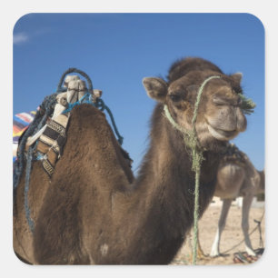Tunisia, Sahara Desert, Douz, Zone Touristique, Square Sticker
