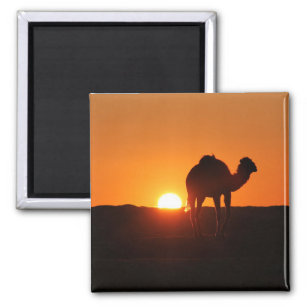 Tunisian, camel at sunset magnet