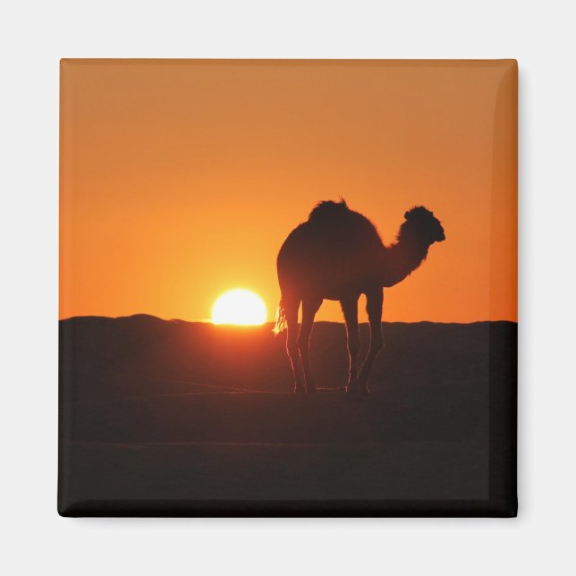 Tunisian, camel at sunset magnet (Front)