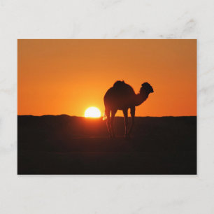 Tunisian desert at sunset postcard