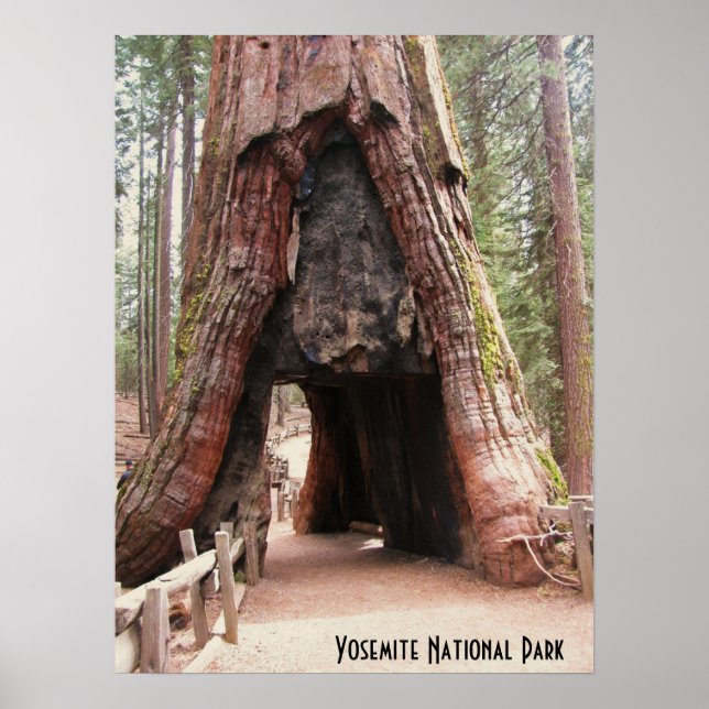 Tunnel Tree- Yosemite Poster (Front)
