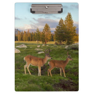 Tuolumne Meadow, Yosemite Clipboard