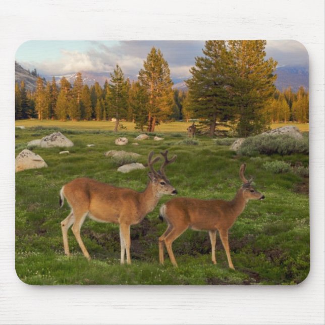 Tuolumne Meadow, Yosemite Mouse Mat (Front)