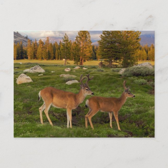 Tuolumne Meadow, Yosemite Postcard (Front)