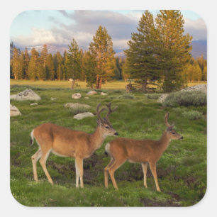 Tuolumne Meadow, Yosemite Square Sticker