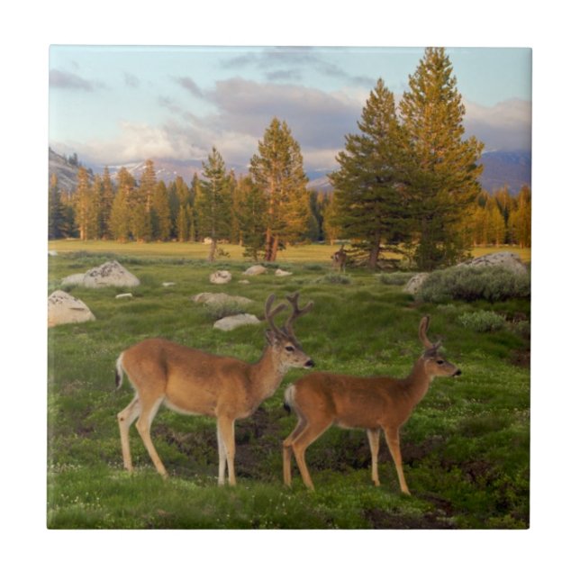 Tuolumne Meadow, Yosemite Tile (Front)