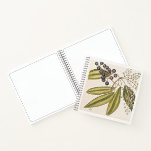 Tupelo Tree Botanical 18th Century Art Sketchbook Notebook