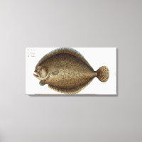 Turbot (Pleuronectes Maximus) plate XLIX from 'Ich