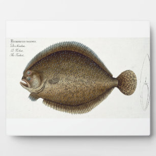 Turbot (Pleuronectes Maximus) plate XLIX from 'Ich Plaque