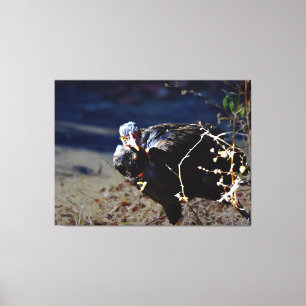 Turken Portrait Canvas Print