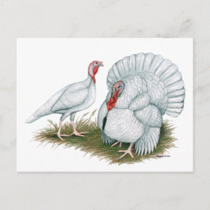 Turkey:  Beltsville Small White Postcard