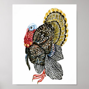 Turkey bird hand drawn illustration poster