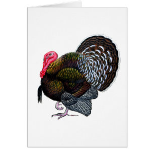 Turkey:  Bronze Tom