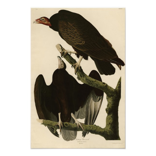 Turkey Buzzard from Audubon's Birds of America Photo Print (Front)