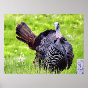 Turkey Close Up  Poster