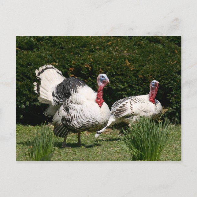 Turkey couple postcard (Front)