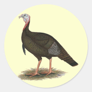 Turkey: Eastern Wild Tom Classic Round Sticker