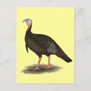 Turkey: Eastern Wild Tom Postcard
