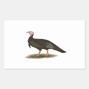 Turkey:  Eastern Wild Tom Rectangular Sticker