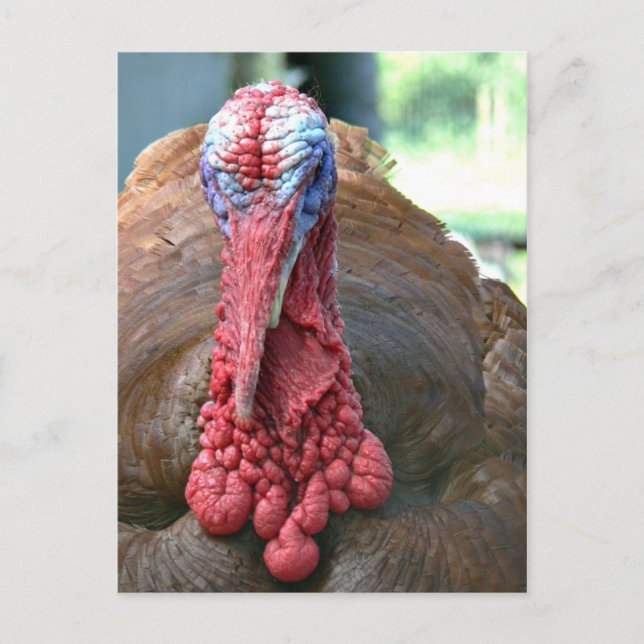 Turkey face holiday postcard (Front)