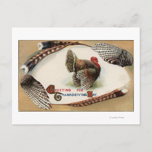 Turkey Feathers Postcard (Front)