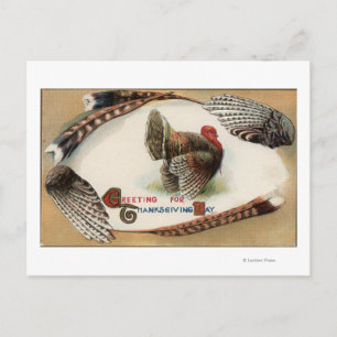 Turkey Feathers Postcard