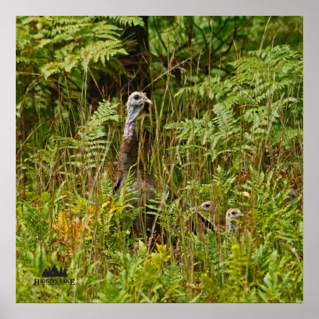 Turkey hen with chicks poster (Front)