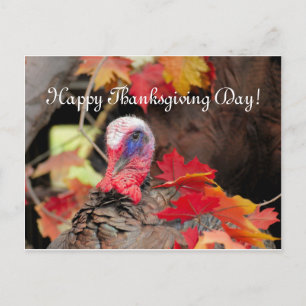 Turkey In Leaves Thanksgiving Day Holiday Postcard