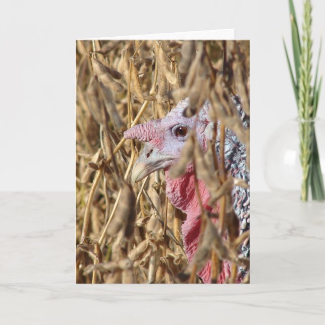 Turkey in Soybean Field Card (Front)