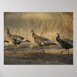 Turkey March At Sunset Poster