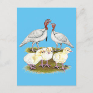 Turkey Mini White Family Postcard